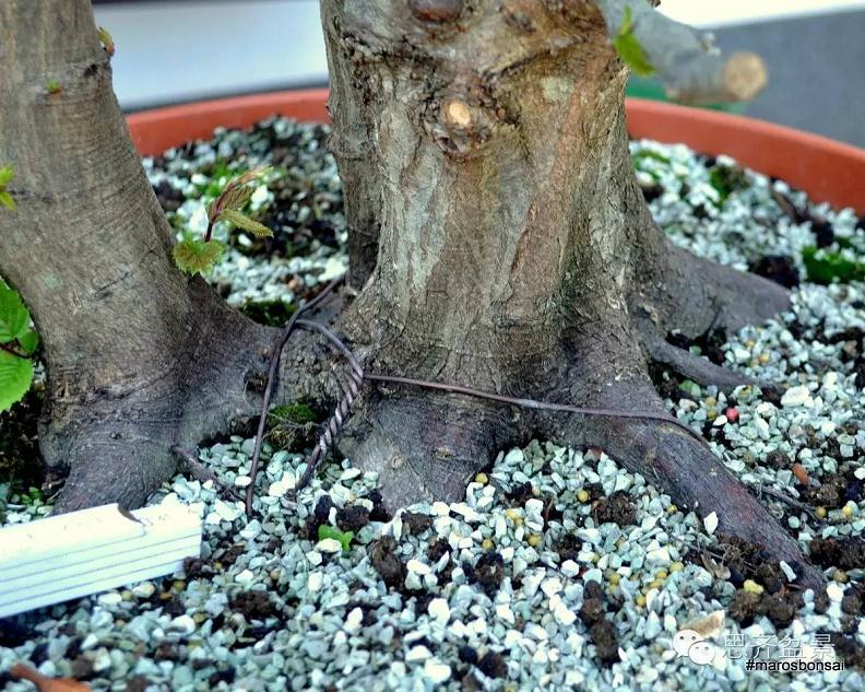 图解 子母型鹅耳枥盆景的制作过程