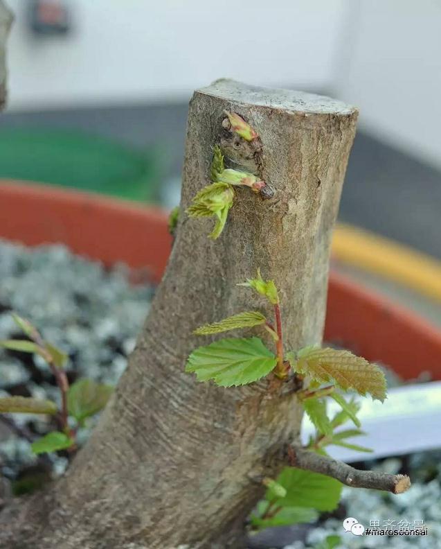 图解 子母型鹅耳枥盆景的制作过程