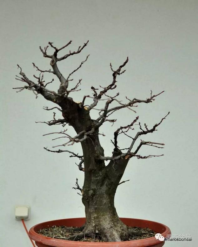 图解 子母型鹅耳枥盆景的制作过程