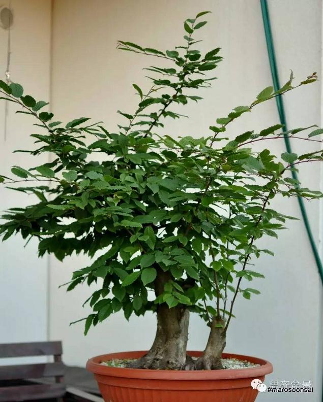 图解 子母型鹅耳枥盆景的制作过程