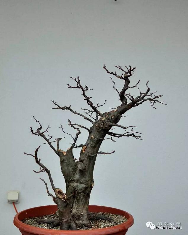 图解 子母型鹅耳枥盆景的制作过程