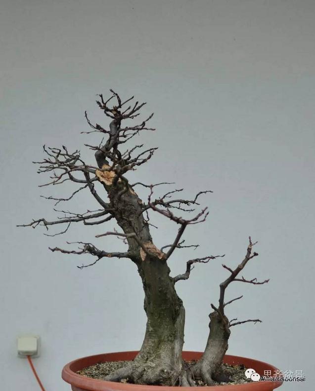 图解 子母型鹅耳枥盆景的制作过程