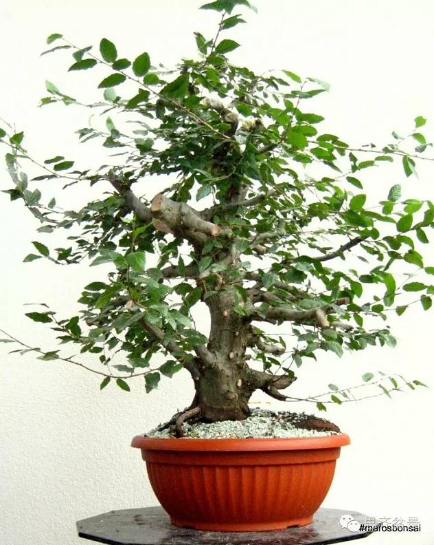 图解 鹅耳枥盆景怎么制作的方法