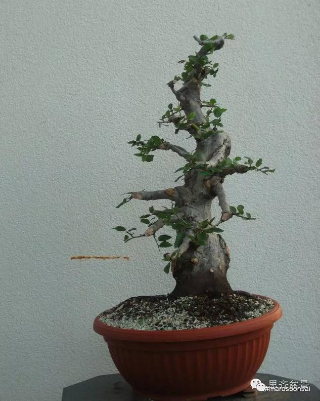 图解 鹅耳枥盆景怎么制作的方法