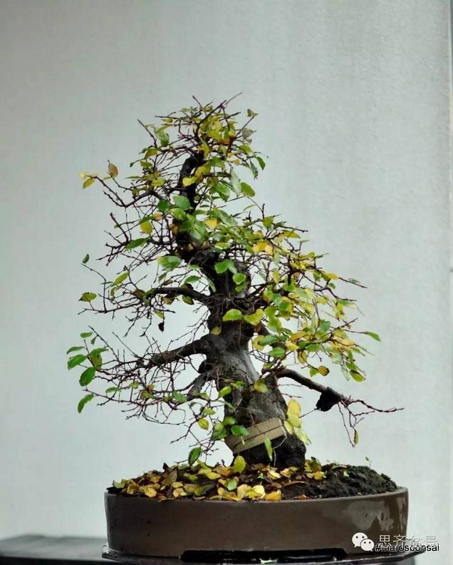 图解 鹅耳枥盆景怎么制作的方法