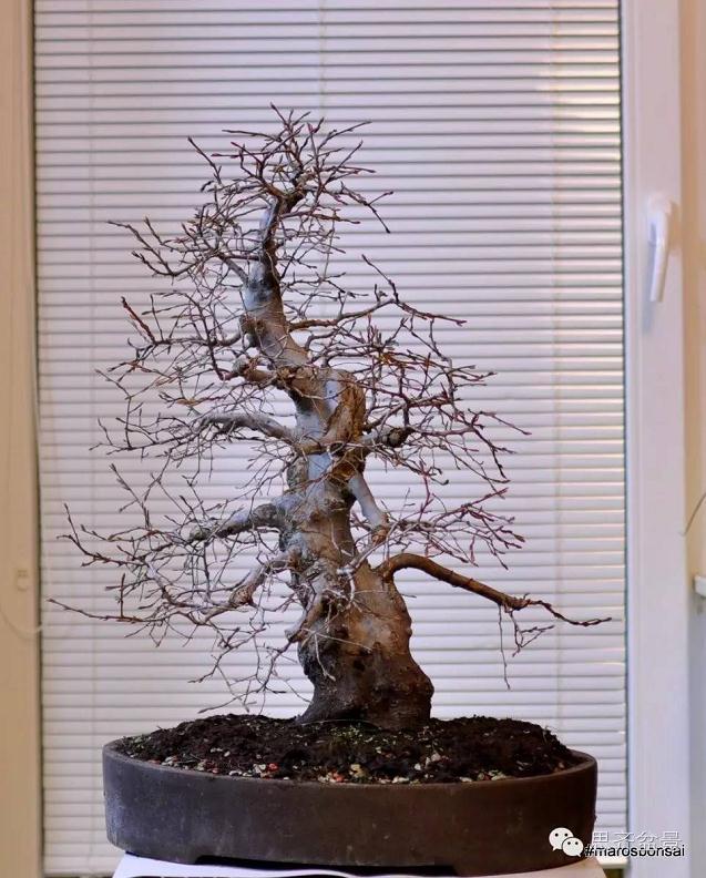 图解 鹅耳枥盆景怎么制作的方法