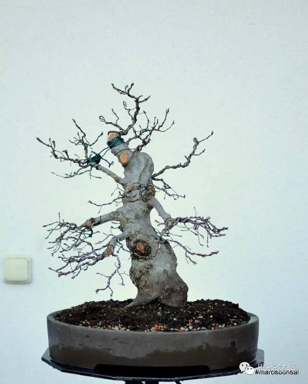 图解 鹅耳枥盆景怎么制作的方法