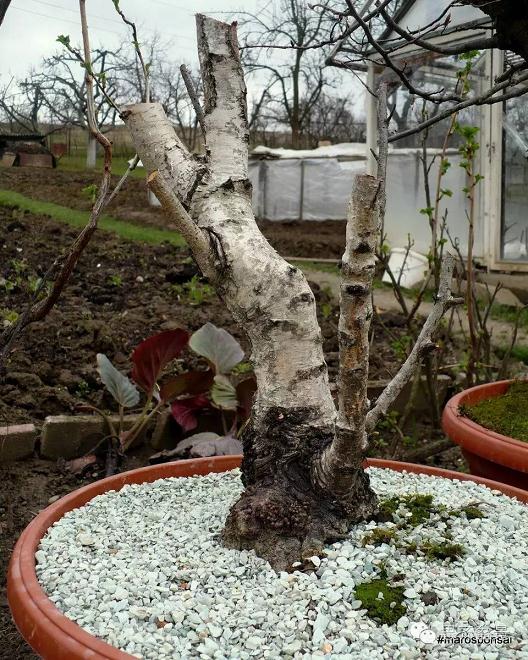 图解 生桩三年怎么制作成盆景的培育过程