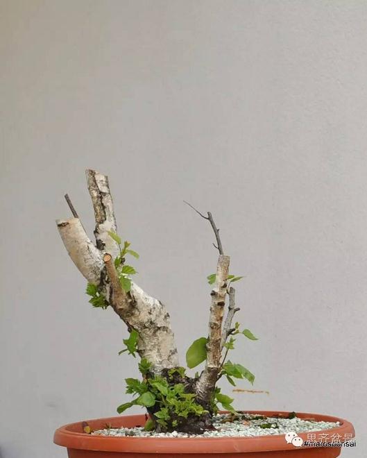 图解 生桩三年怎么制作成盆景的培育过程