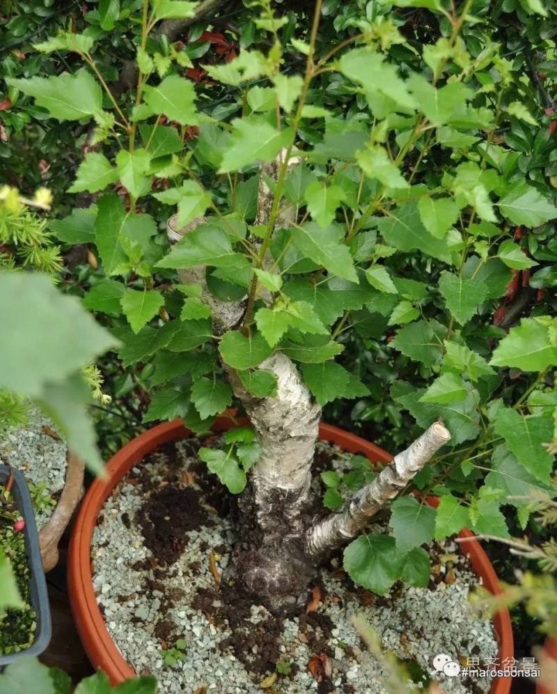 图解 生桩三年怎么制作成盆景的培育过程