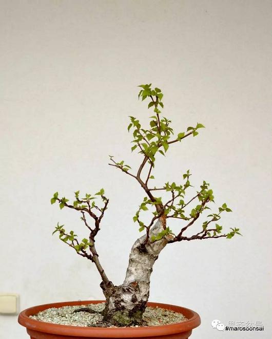图解 生桩三年怎么制作成盆景的培育过程