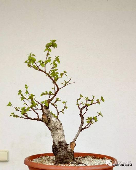 图解 生桩三年怎么制作成盆景的培育过程