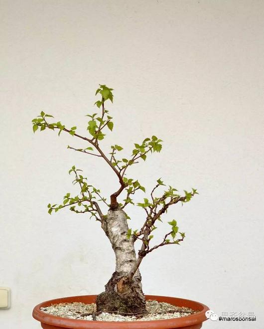 图解 生桩三年怎么制作成盆景的培育过程