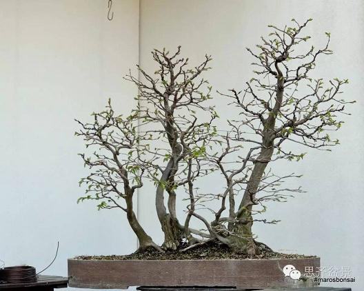 一颗丛林盆景的塑造过程