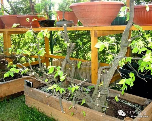 一颗丛林盆景的塑造过程