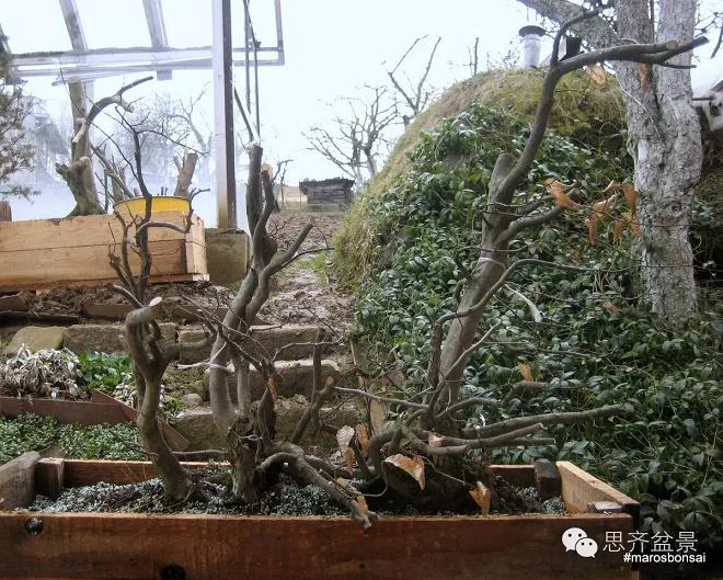 一颗丛林盆景的塑造过程