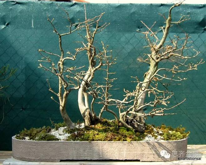 一颗丛林盆景的塑造过程