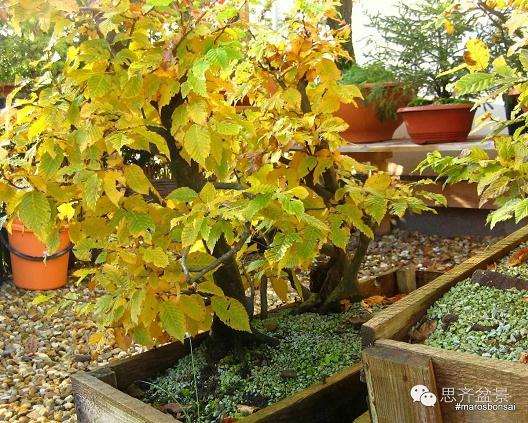 一颗丛林盆景的塑造过程