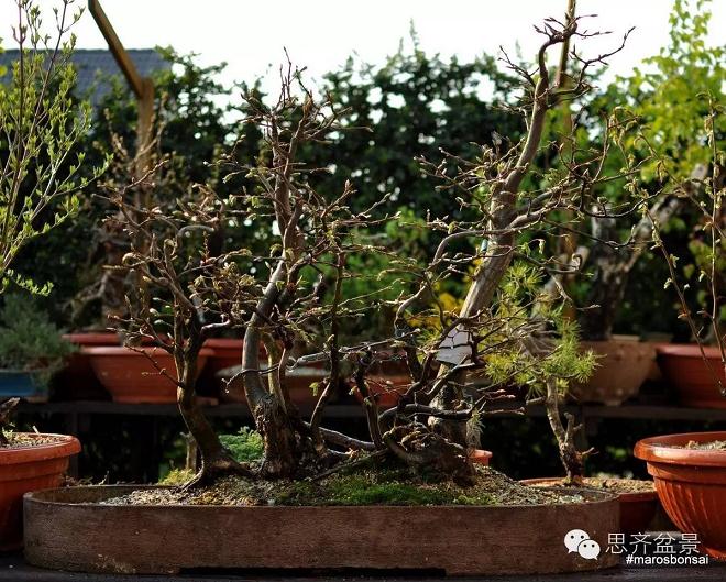 一颗丛林盆景的塑造过程