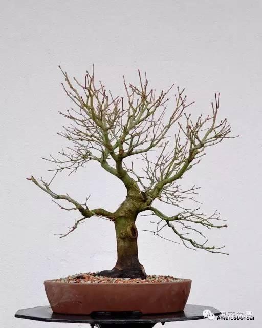 一颗鸡爪槭盆景的换盆过程