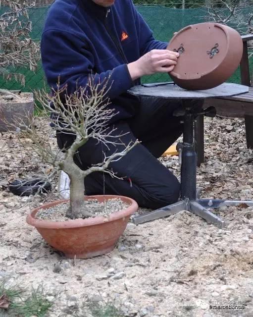 一颗鸡爪槭盆景的换盆过程