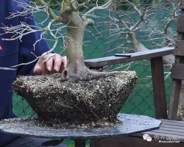 一颗鸡爪槭盆景的换盆过程