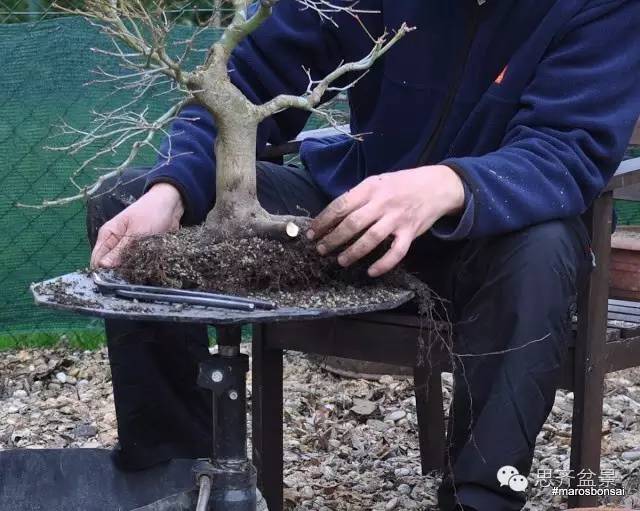 一颗鸡爪槭盆景的换盆过程