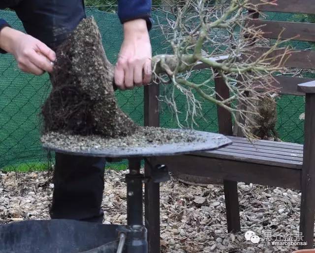 一颗鸡爪槭盆景的换盆过程