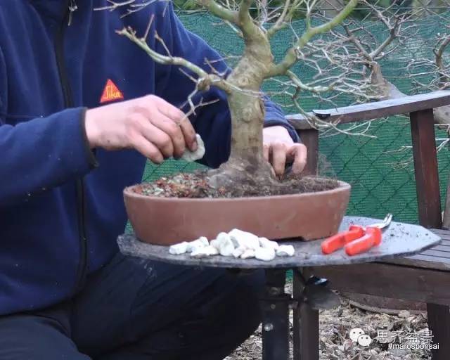 一颗鸡爪槭盆景的换盆过程