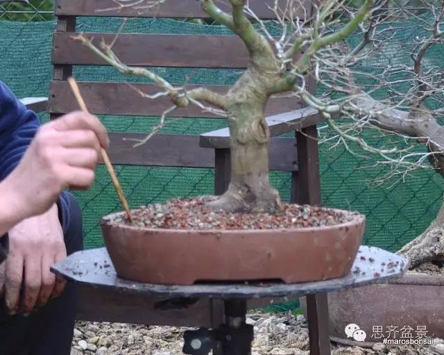 一颗鸡爪槭盆景的换盆过程