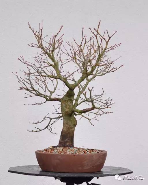 一颗鸡爪槭盆景的换盆过程