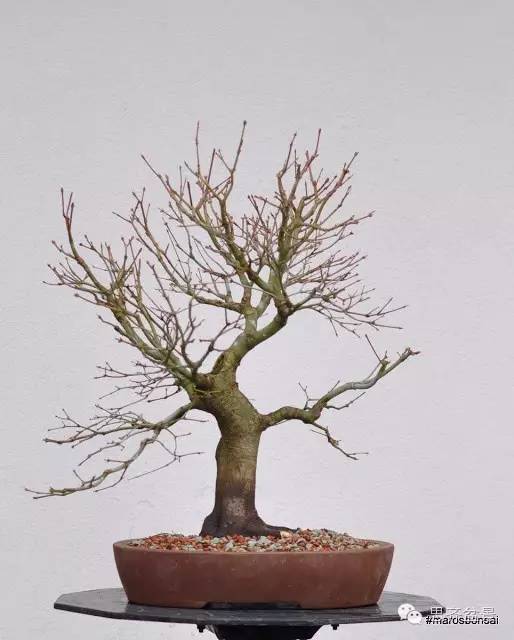 一颗鸡爪槭盆景的换盆过程