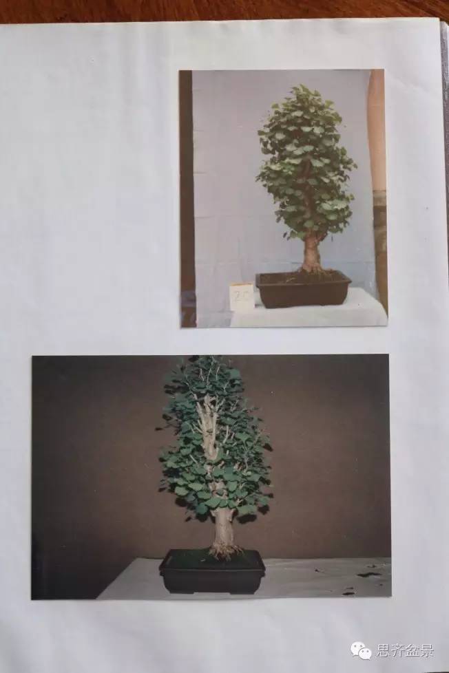 图解 一颗银杏盆景70年怎么制作的过程