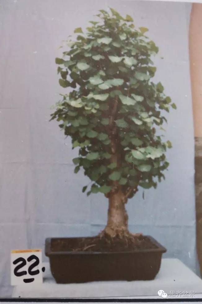 图解 一颗银杏盆景70年怎么制作的过程