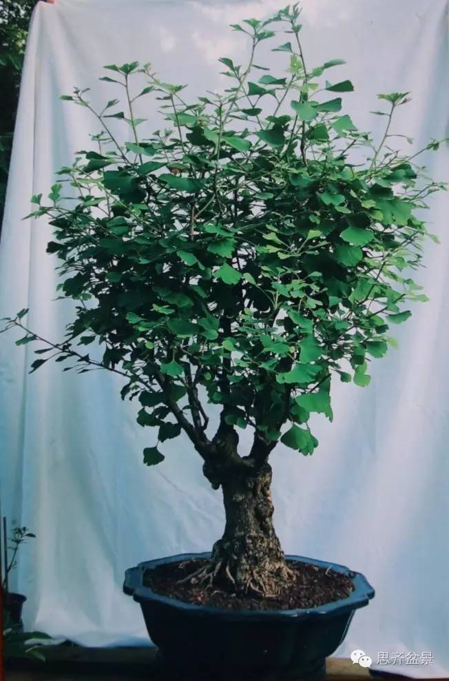 图解 一颗银杏盆景70年怎么制作的过程