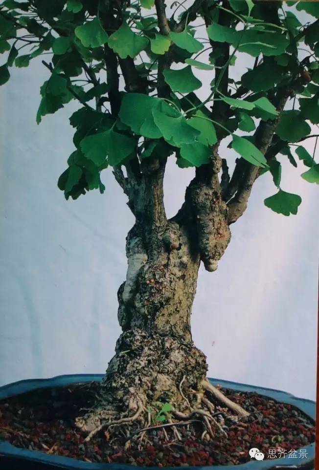 图解 一颗银杏盆景70年怎么制作的过程
