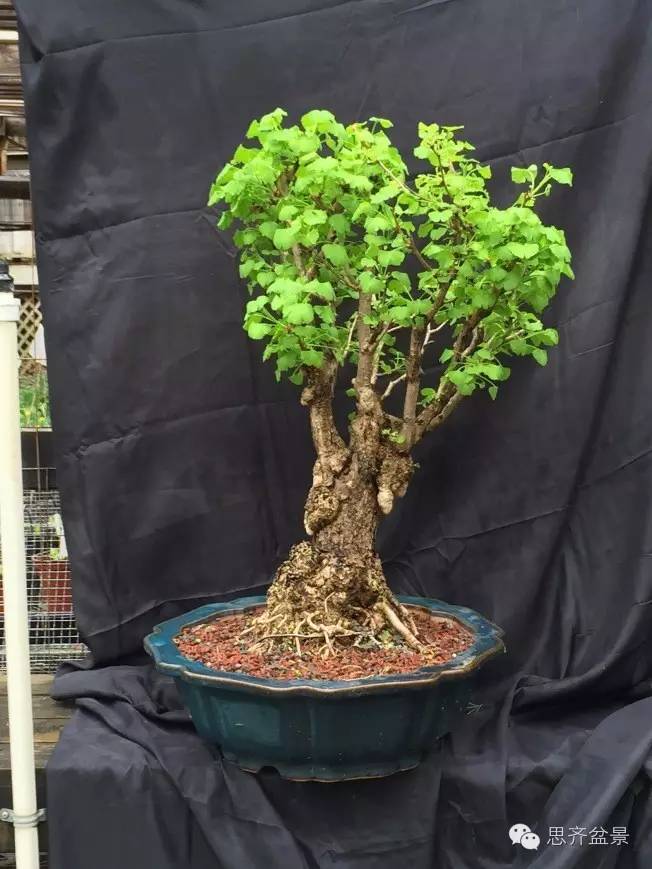图解 一颗银杏盆景70年怎么制作的过程