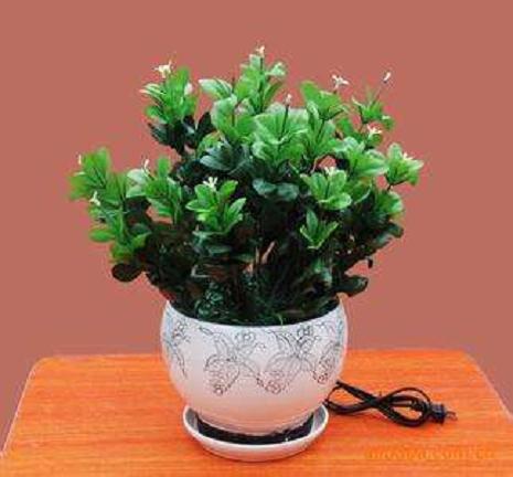 春节慎选居室花草盆景