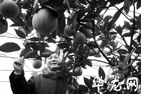 图文花草发烧友购盆景广柑赠亲送友