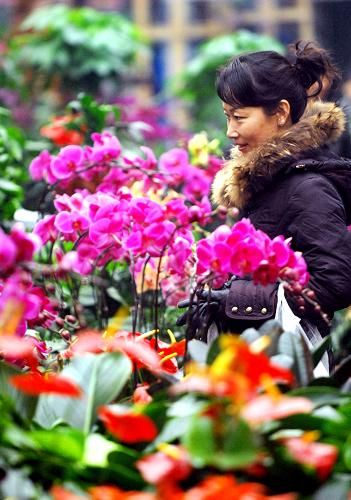 银川市民市场选购花卉盆景 营造喜庆节日气氛