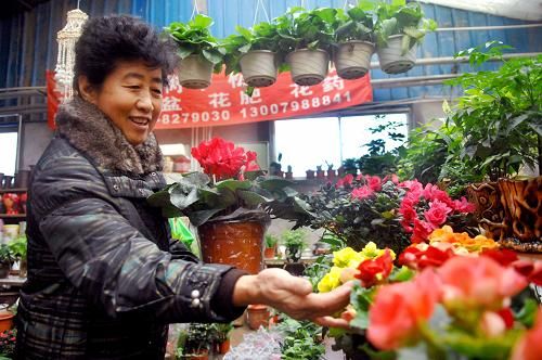 银川市民市场选购花卉盆景 营造喜庆节日气氛