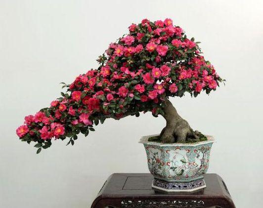 福清市花卉盆景协会举办盆景栽培技术讲座