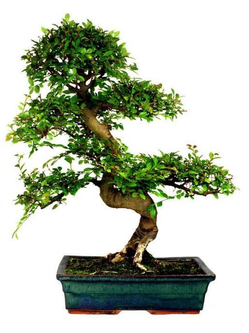 宜州六万盆花卉盆景 喜迎&ldquo;三月三&rdquo;