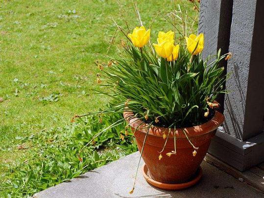 本周日,到澧浦看花卉盆景