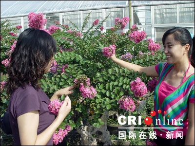 百株紫葳盆景迎奥运 桂花冷处理提前开放