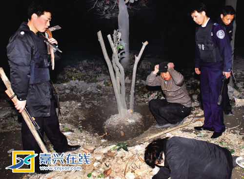 碗口粗的桂花树被腰斩 趁着夜色偷树当盆景吗