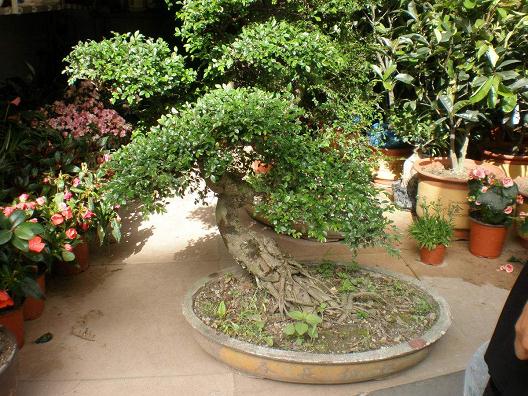 沂源举办桂花与盆景艺术展