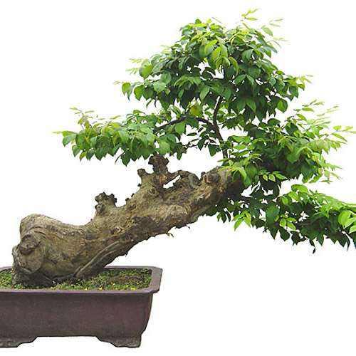 沂源农民的盆景种植致富之路