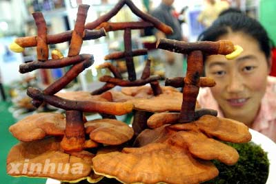 巧手培育灵芝盆景