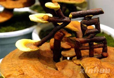 巧手培育灵芝盆景